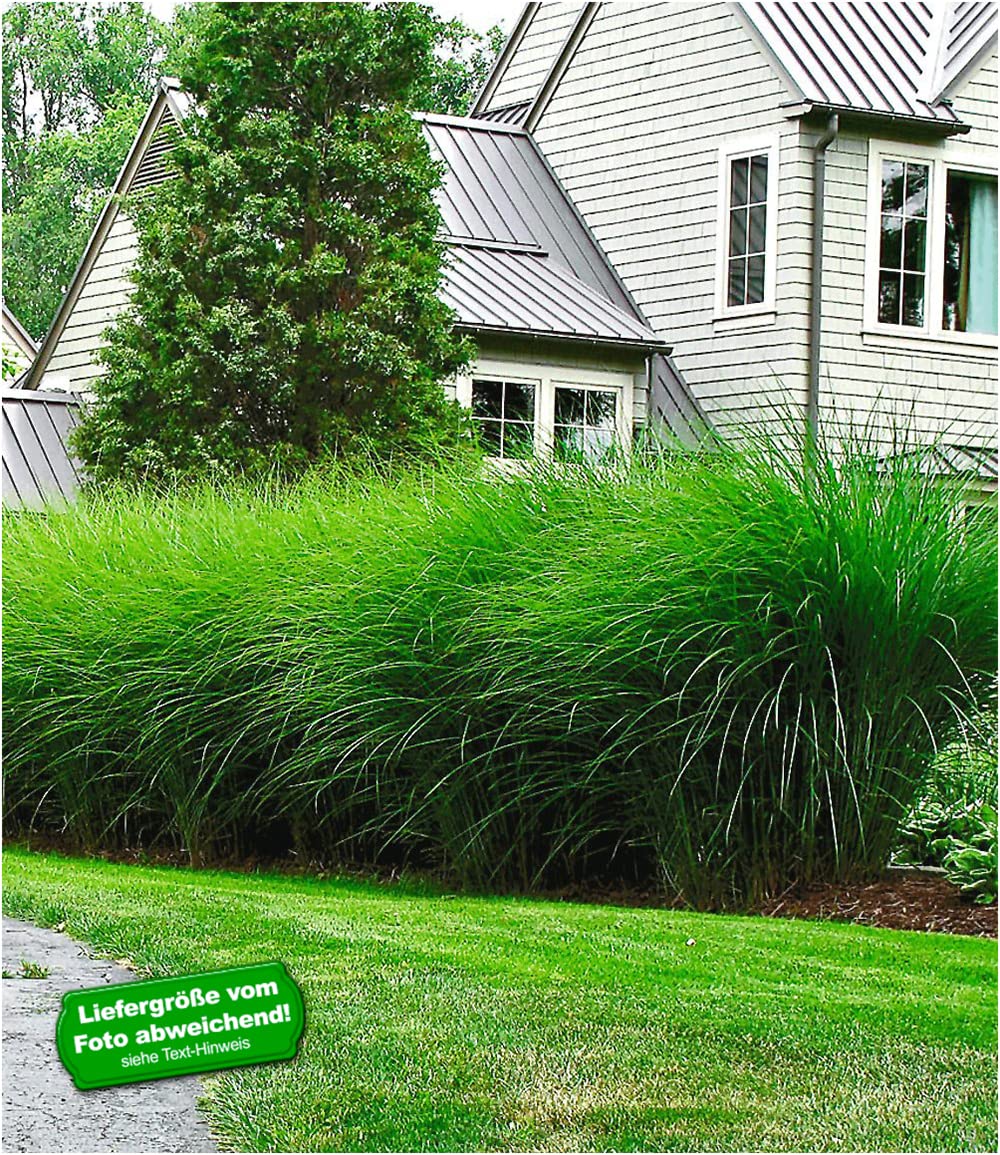 baldur-garten-chinaschilf-eulalia-3er-set-9x9-cm-miscanthus image 2