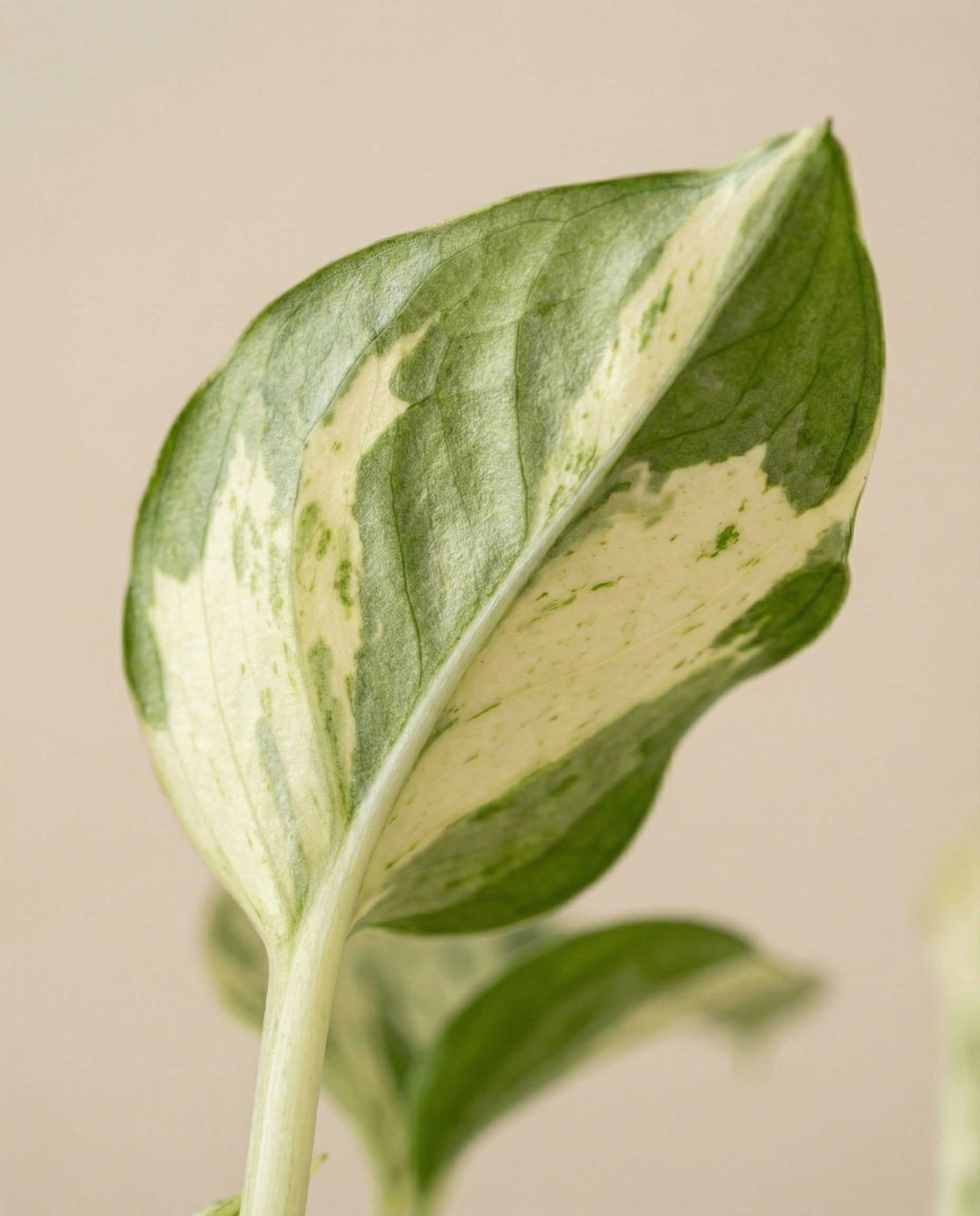 feey-efeutute-happy-leaf-epipremnum-manjula-zimmerpflanze image 8