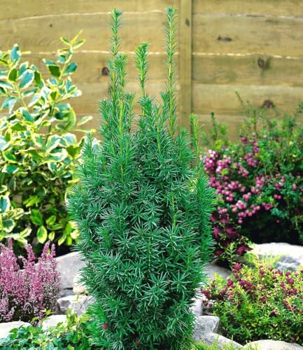 baldur-garten-eiben-hecke-taxus-baccata-im-9x9-cm-topf image 5