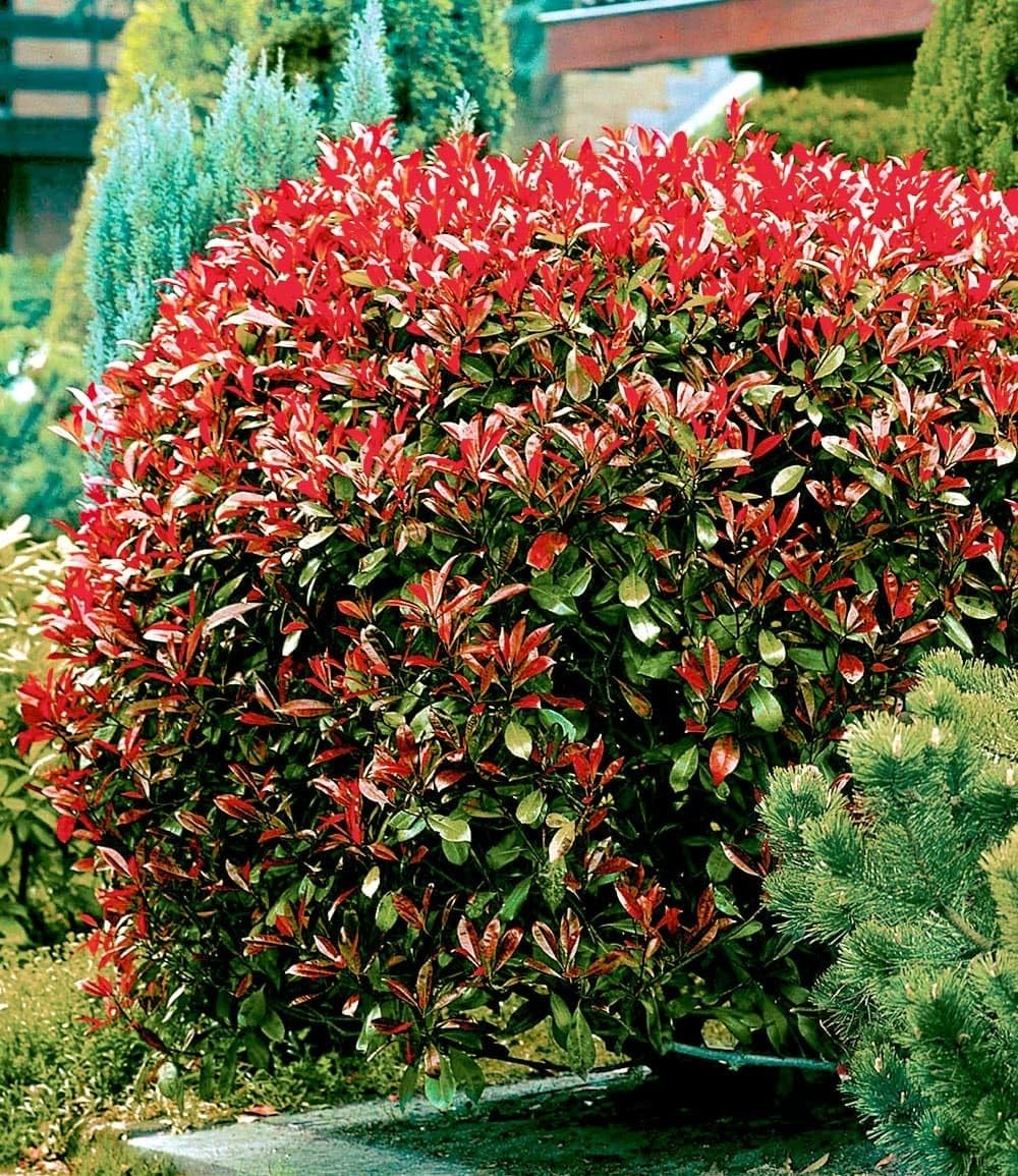 baldur-garten-photinia-red-robin-glanzmispel-9x9-cm-topf image 2