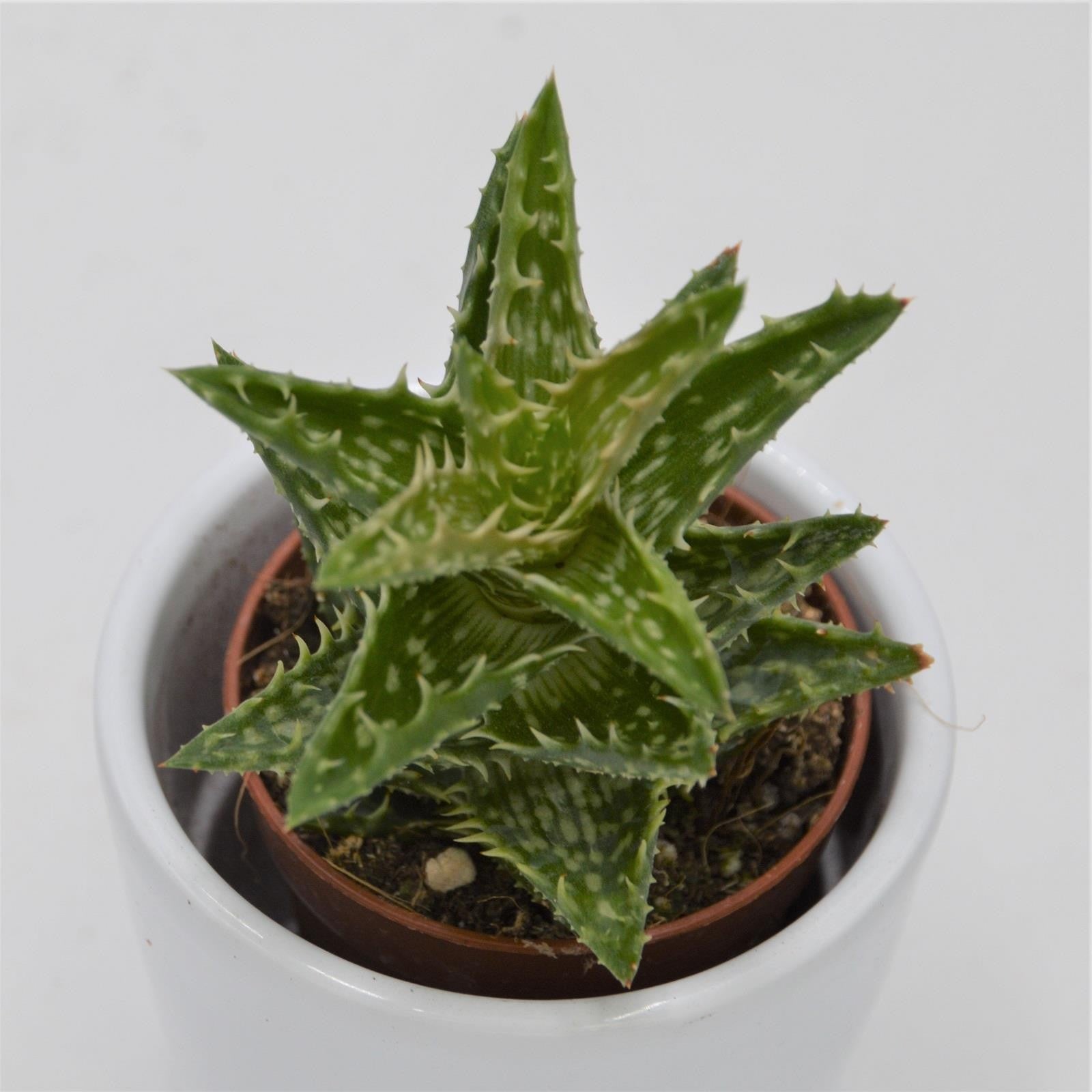 pasiora-aloe-juvenna-sukkulente-5-5-cm-topf image 1