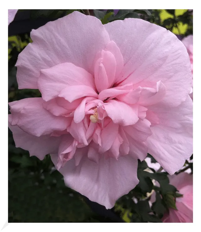 baldur-garten-gef-llter-hibiskus-chiffon-pink-hibiscus-syriacus-im-9x9-cm-topf image 1