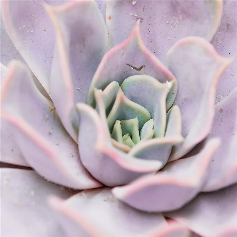 pasiora-echeveria-lilacina-sukkulente-17cm-rosette image 2