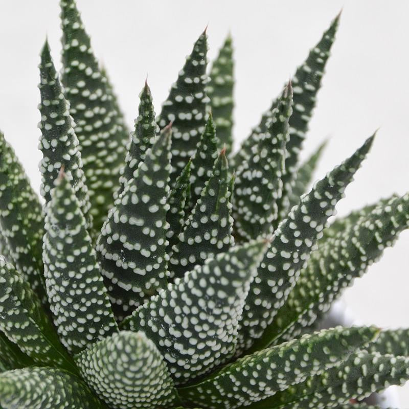 pasiora-haworthia-fasciata-albert-sukkulente-8-5cm image 2