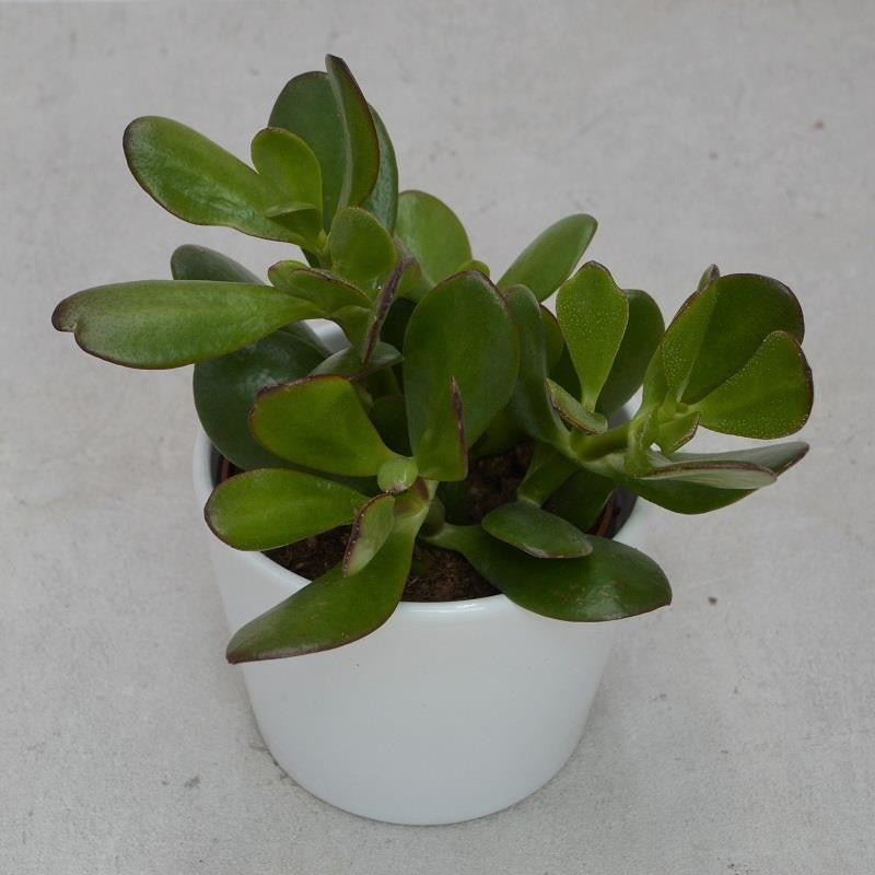 pasiora-crassula-ovata-pfennigbaum-jadestrauch-10-5cm image 1