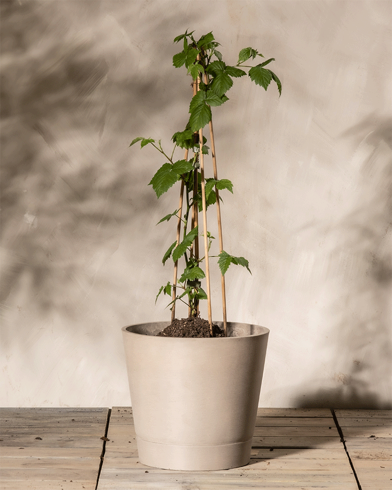 feey-brombeere-black-satin-rubus-fruticosus image 4