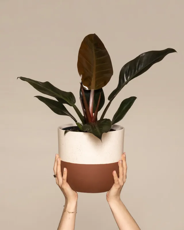 feey-philodendron-imperial-red-zimmerpflanze image 1