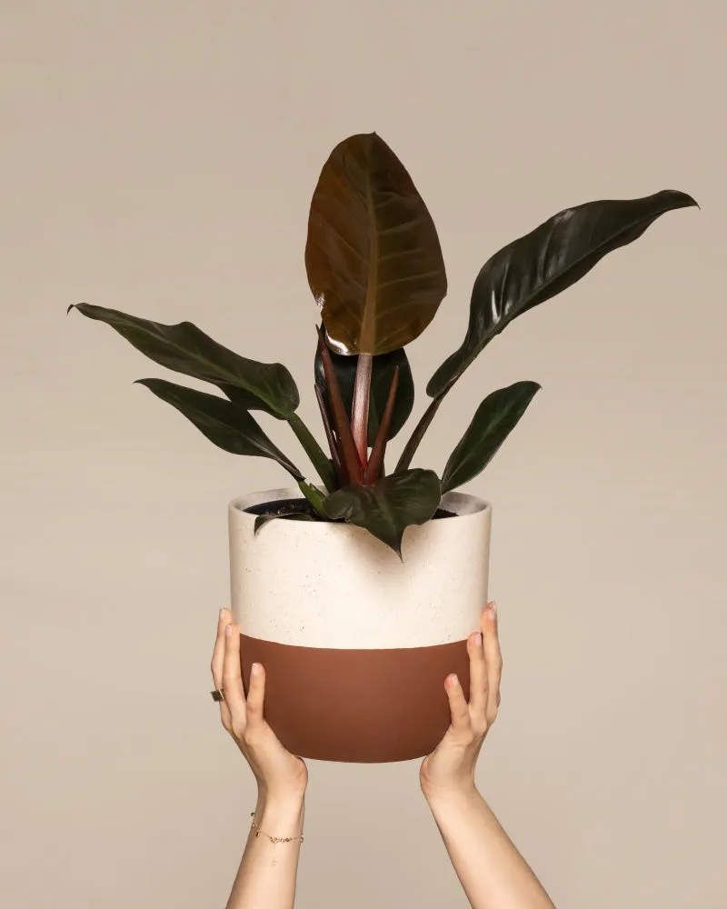 feey-philodendron-imperial-red-zimmerpflanze image 1