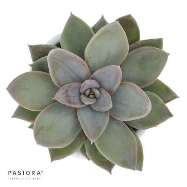 pasiora-echeveria-silver-queen-sukkulente-6-cm-topf image 1