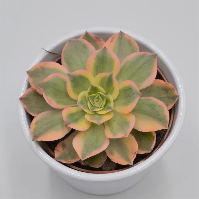 pasiora-aeonium-sunrise-sukkulente-10-5-cm image 1