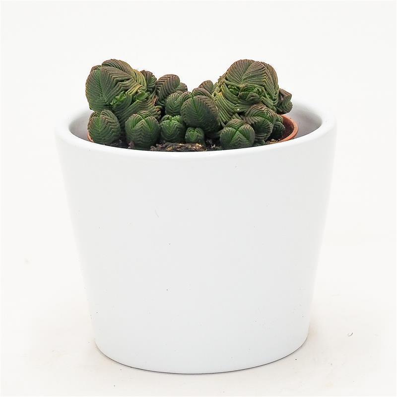 pasiora-crassula-pyramidalis-compactum-5-5-cm image 3