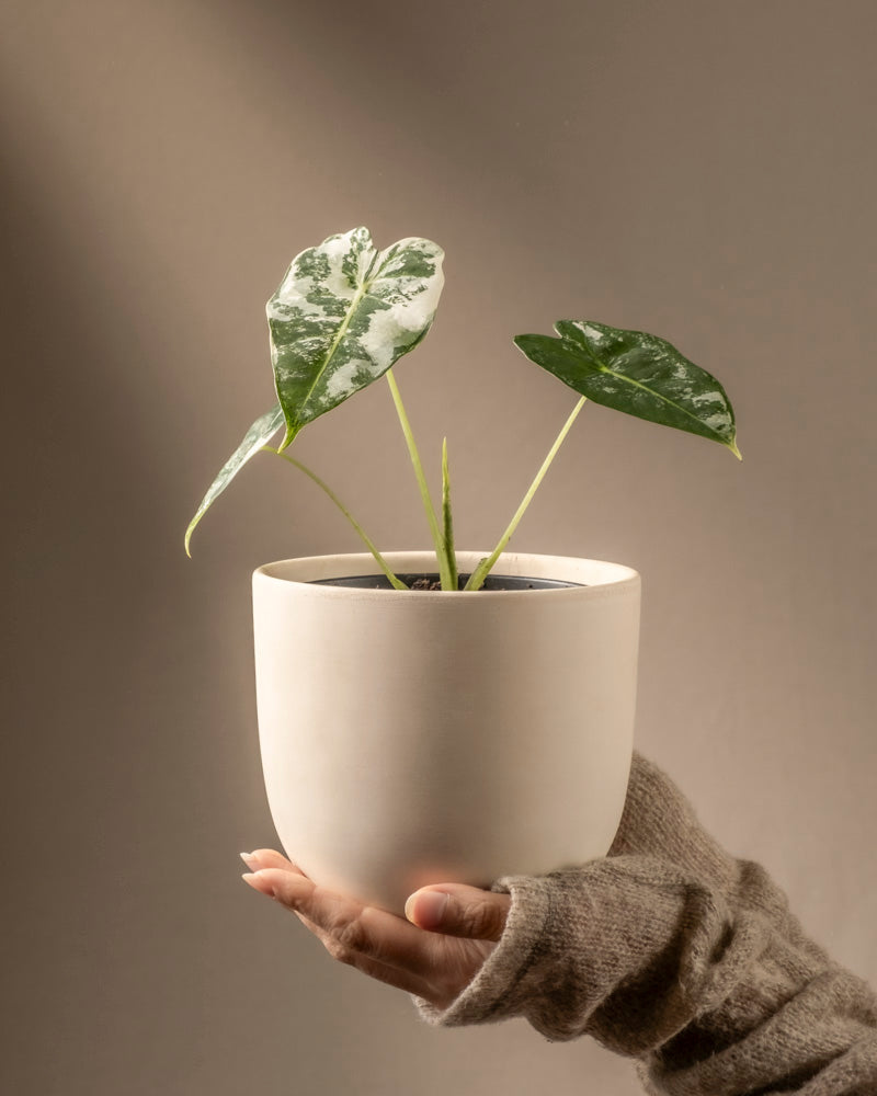feey-alocasia-micholitziana-frydek-variegata-rarit-t-elefantenohr image 1