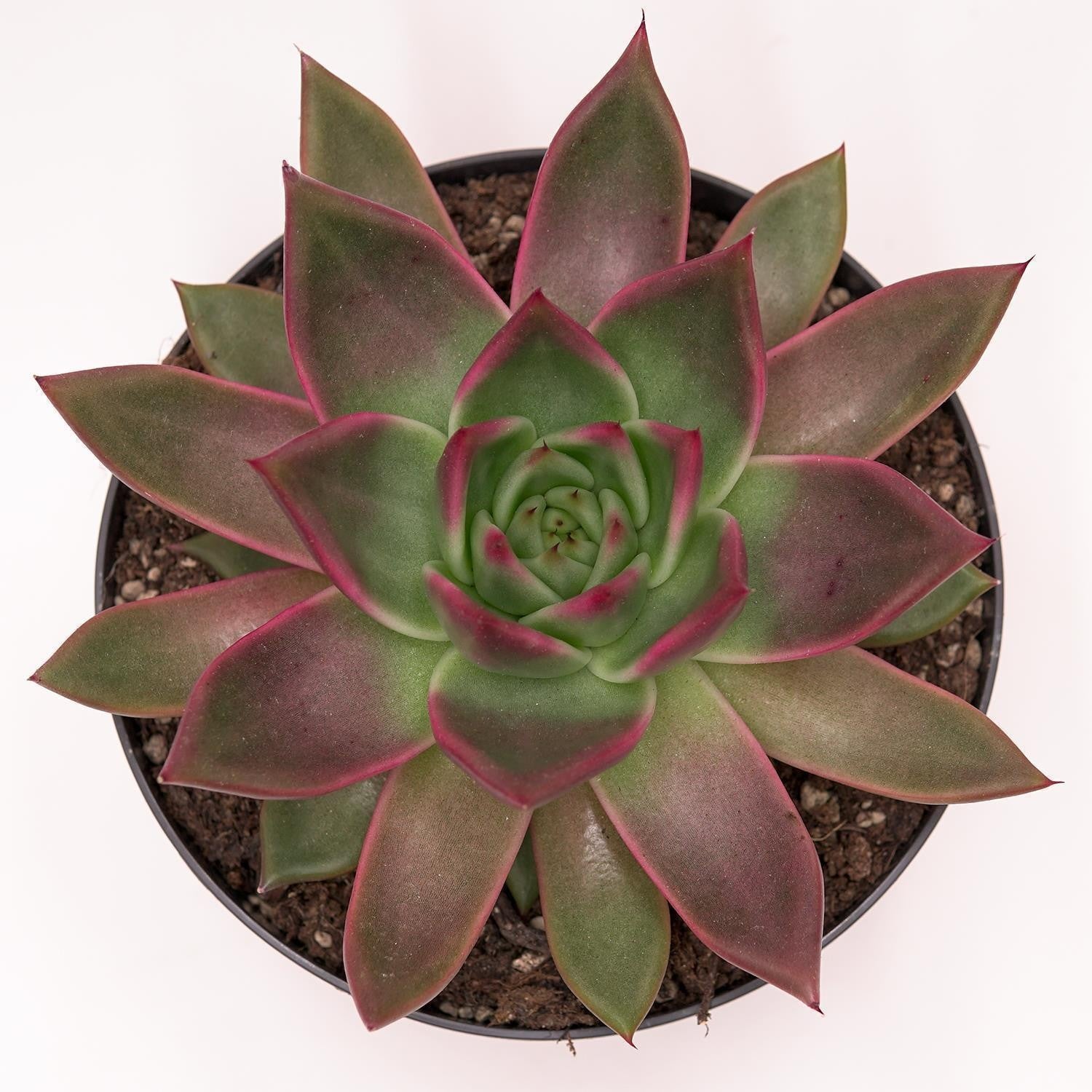 pasiora-echeveria-agavoides-mars-sukkulente-17cm image 1