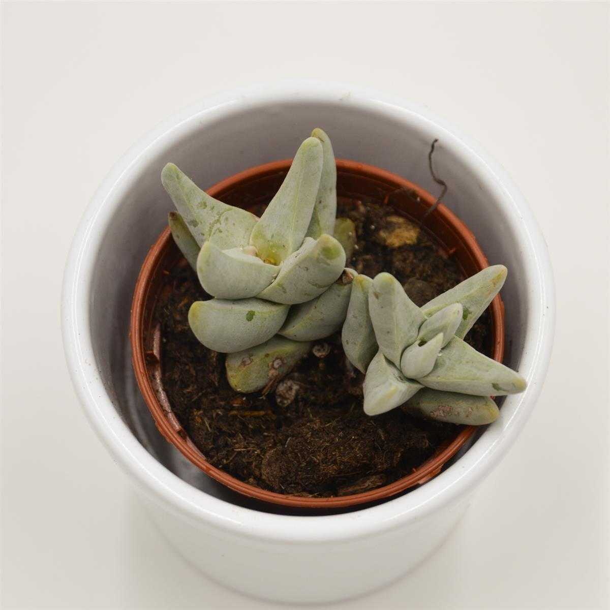 pasiora-crassula-cornuta-sukkulente-5-5cm-topf image 2