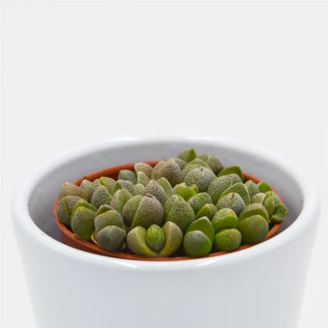 pasiora-pleiospilos-nelii-mini-lebende-steine-im-5-5cm-topf image 1