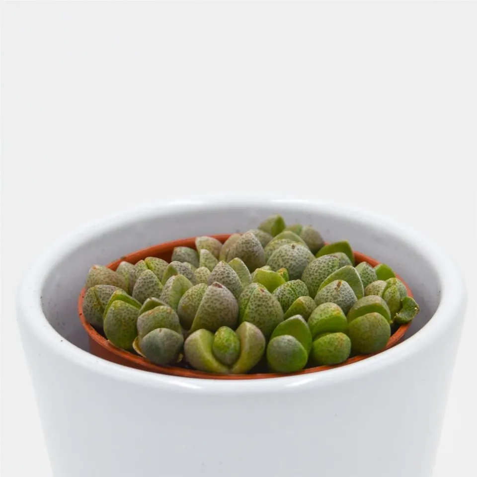 pasiora-pleiospilos-nelii-mini-lebende-steine-im-5-5cm-topf image 1