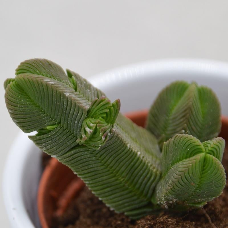 pasiora-crassula-pyramidalis-sukkulente-5-5cm-topf image 4