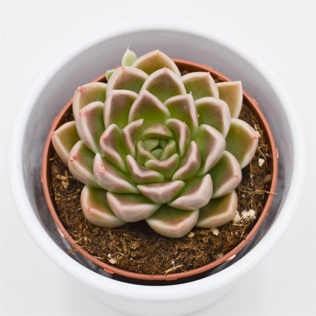 pasiora-echeveria-anubis-sukkulente-8-5cm-topf image 2