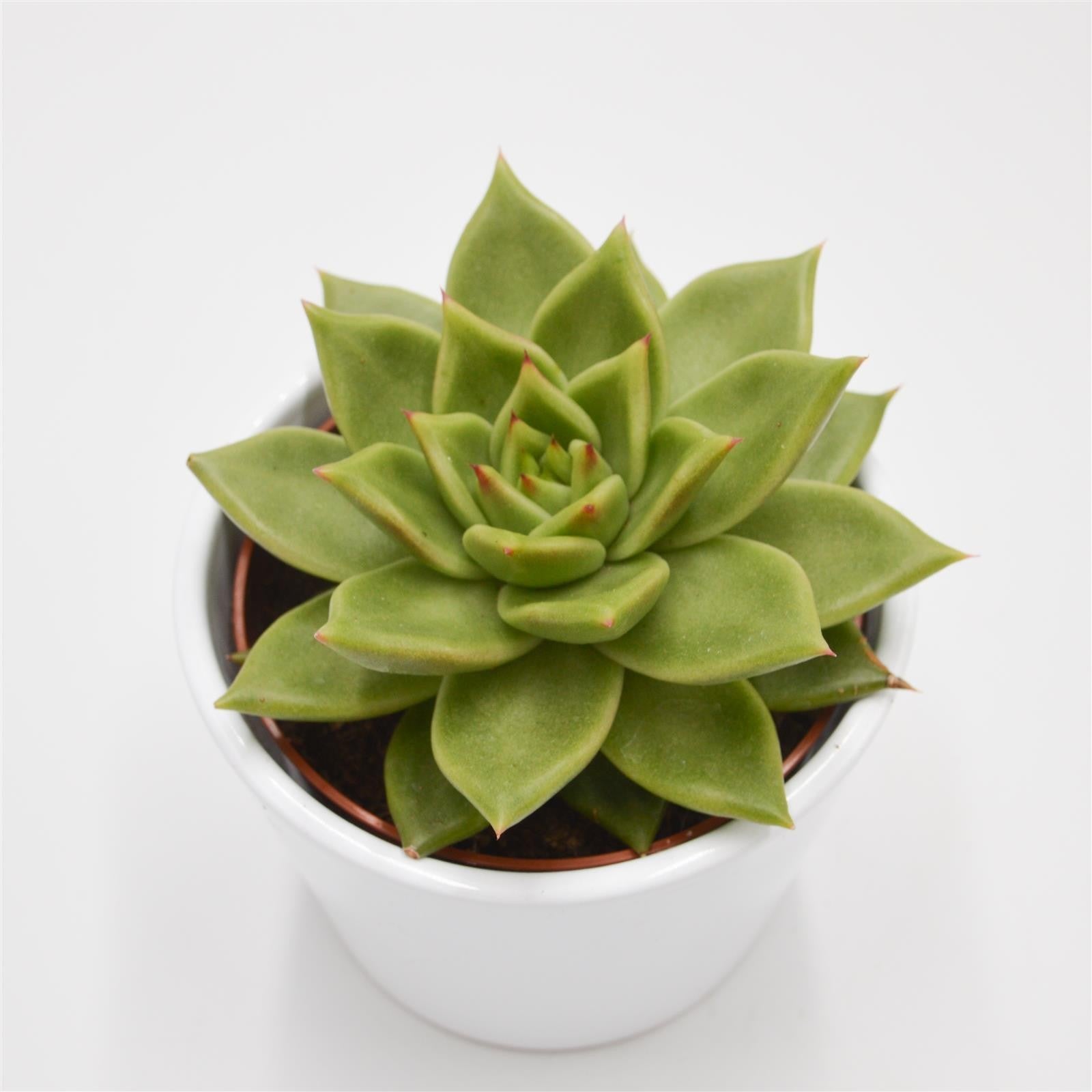 pasiora-echeveria-elize-sukkulente-10-5cm-topf image 1