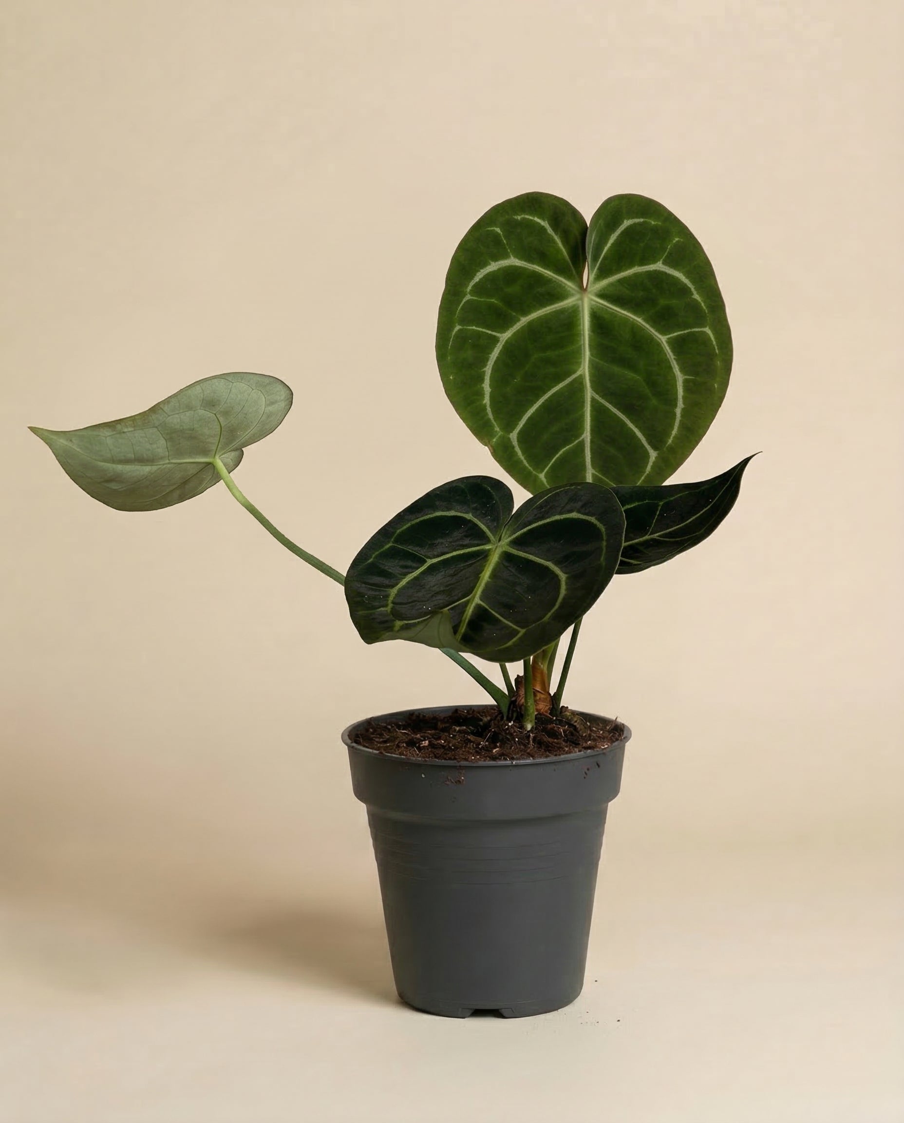 feey-anthurium-clarinervium-zimmerpflanze-herzblattblume image 3