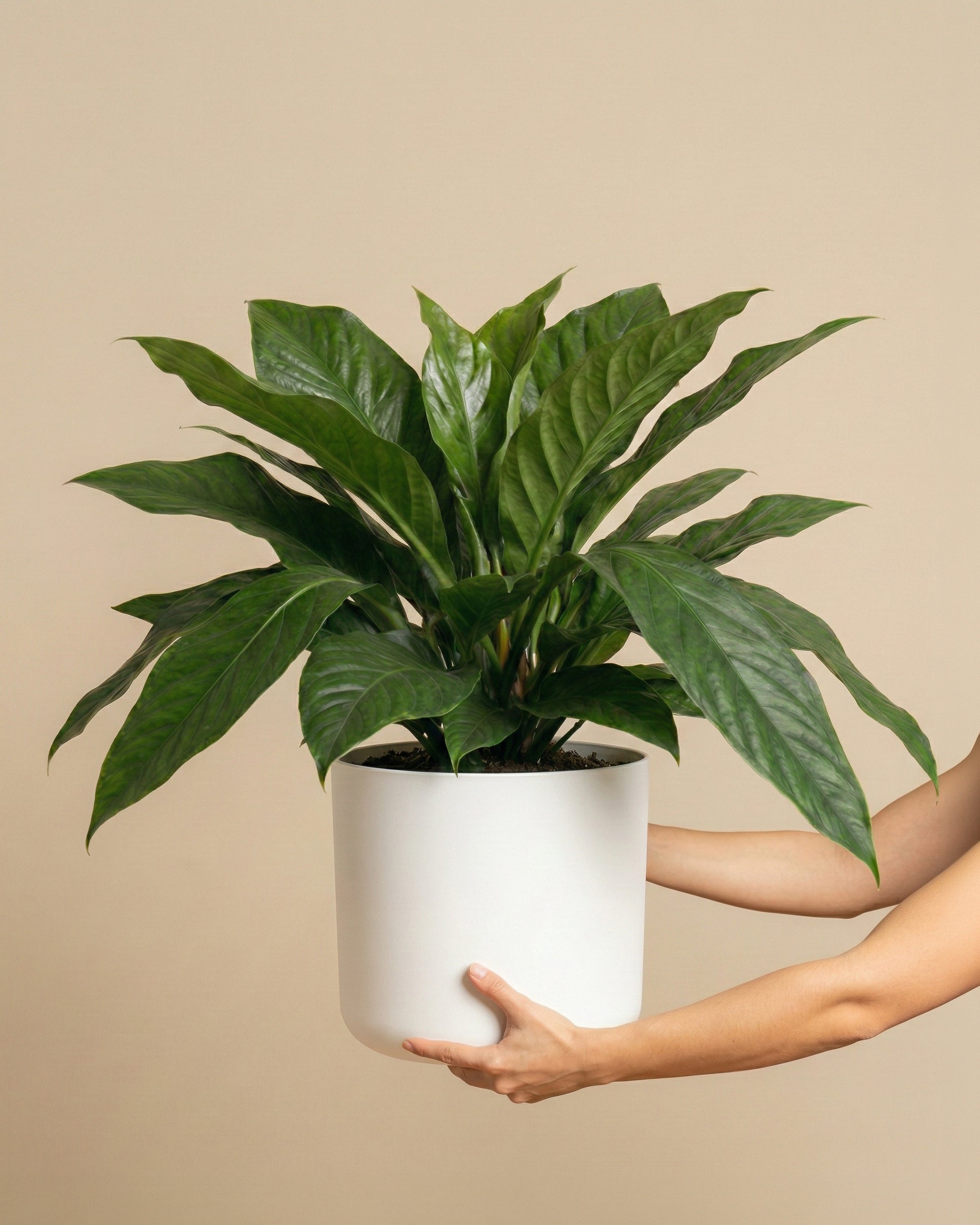 feey-anthurium-jungle-bush-xl-zimmerpflanze-gro image 1