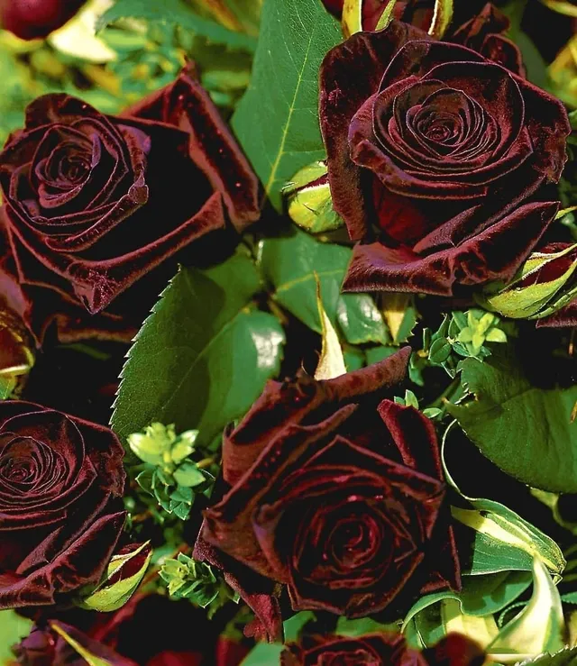 baldur-garten-edelrose-black-baccara-wurzelballiert image 1