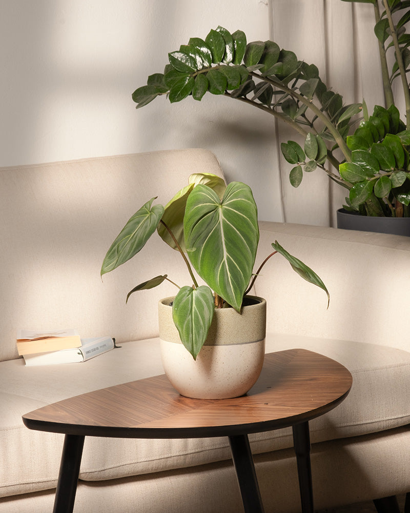 feey-philodendron-gloriosum-zimmerpflanze-mit-samtbl-ttern image 4