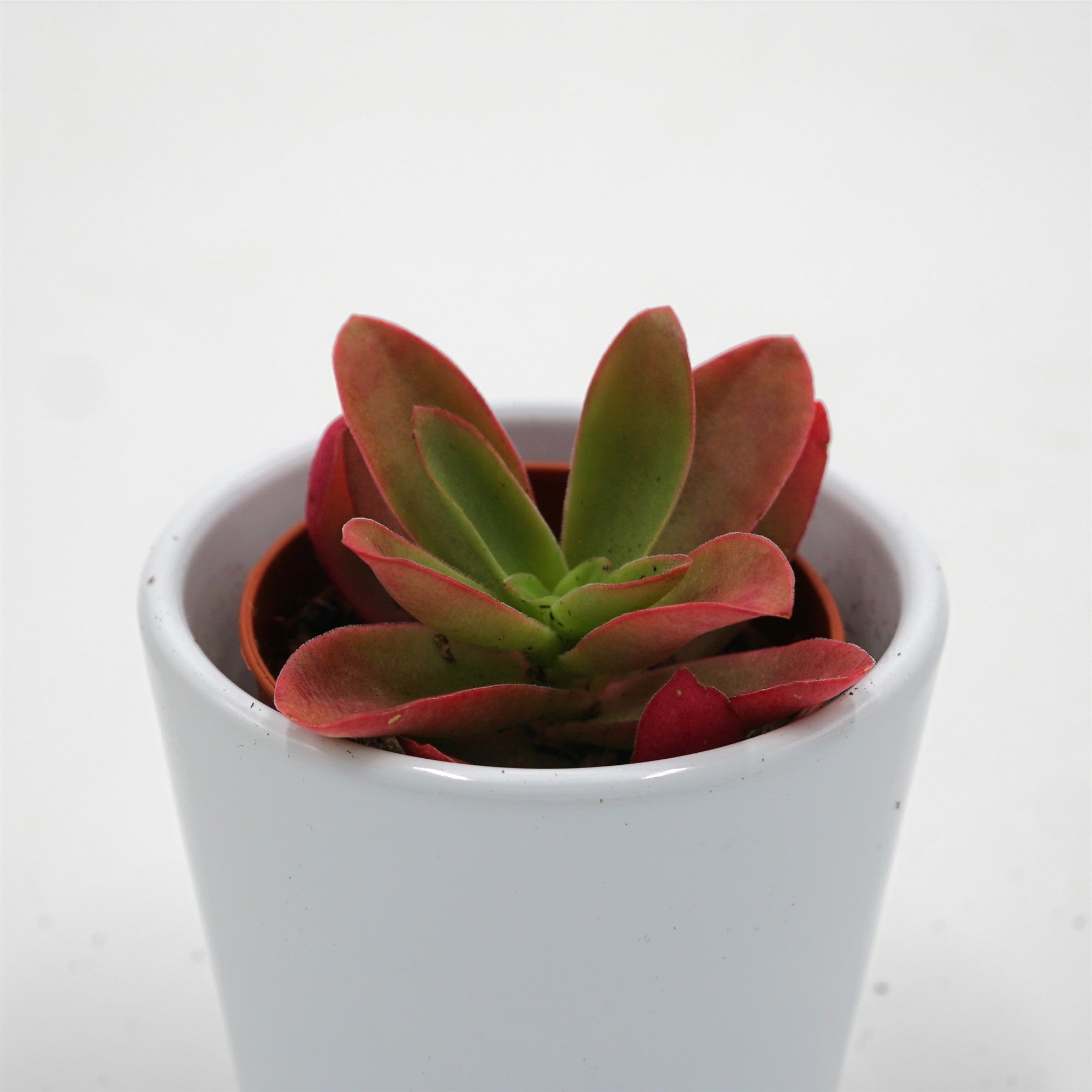 pasiora-crassula-capitella-campfire-sukkulente-5-5cm image 2