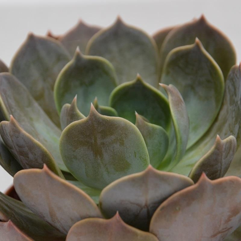 pasiora-echeveria-marrom-sukkulente-12cm-topf image 1