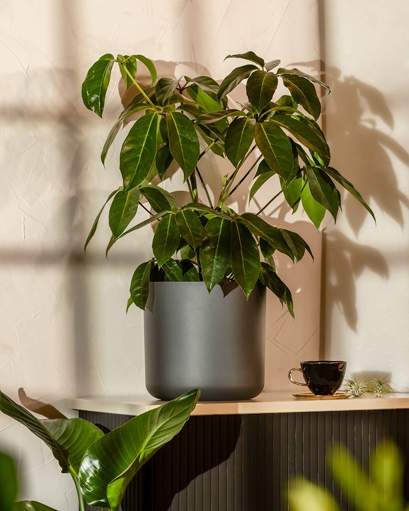 feey-schefflera-amate-strahlenaralie-gro-e-zimmerpflanze image 4