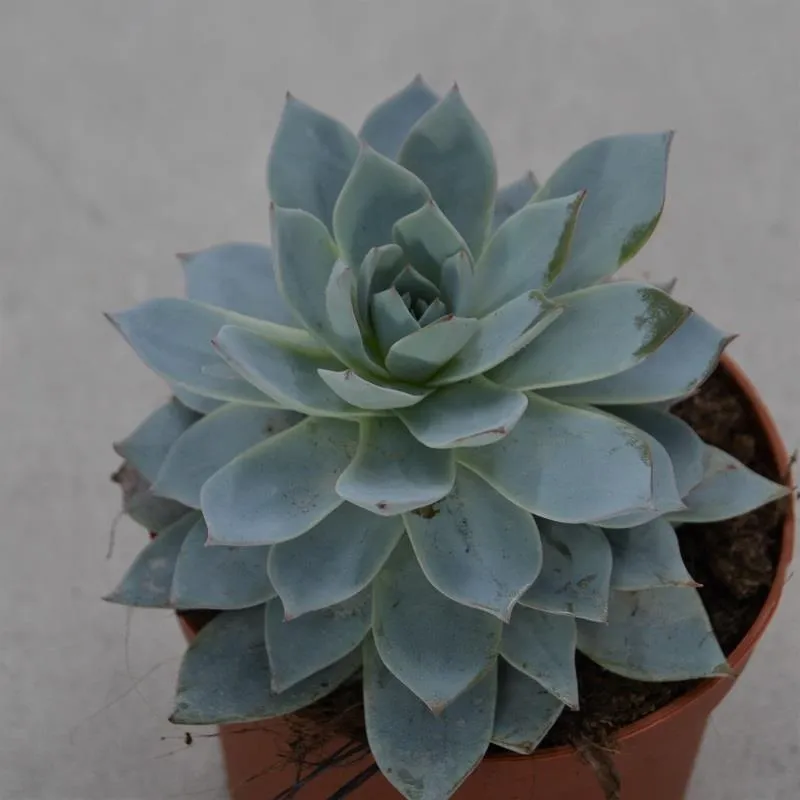 pasiora-echeveria-subessilis-texensis-sukkulente-im-8-5cm-topf image 1