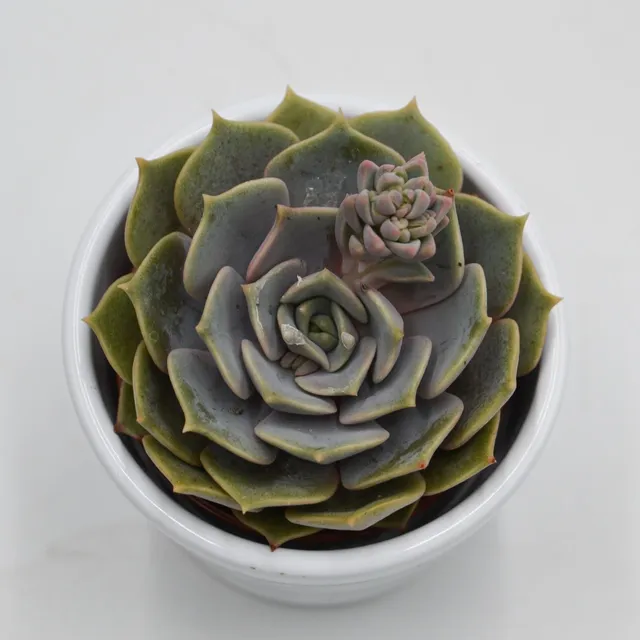 pasiora-echeveria-zestar-sukkulente-6cm-topf image 1