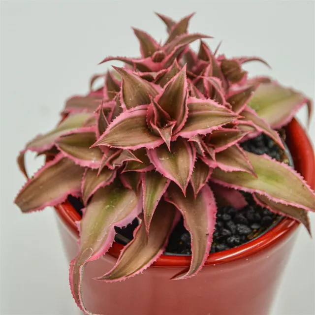 pasiora-cryptanthus-bivittatus-pink-star-erdstern-im-6cm-topf image 1