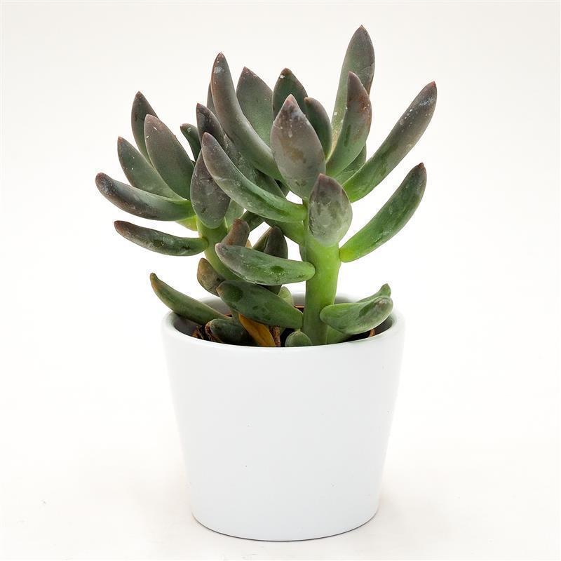pasiora-x-pachyveria-blue-mist-sukkulente-5-5-cm-topf image 1