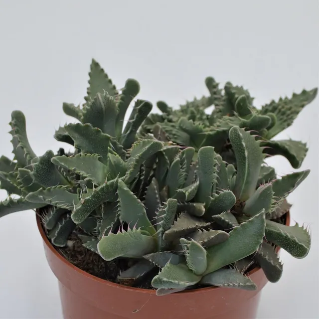 pasiora-faucaria-tigrina-sukkulente-13cm-topf image 1