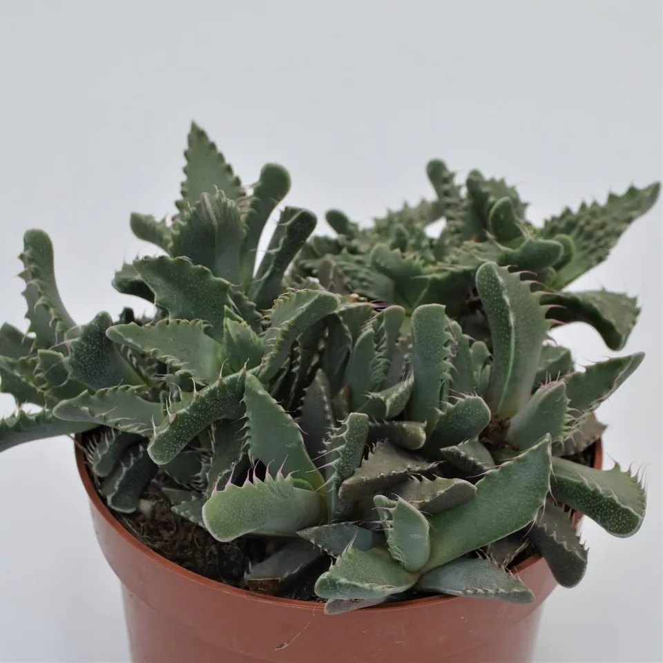 pasiora-faucaria-tigrina-sukkulente-13cm-topf image 1