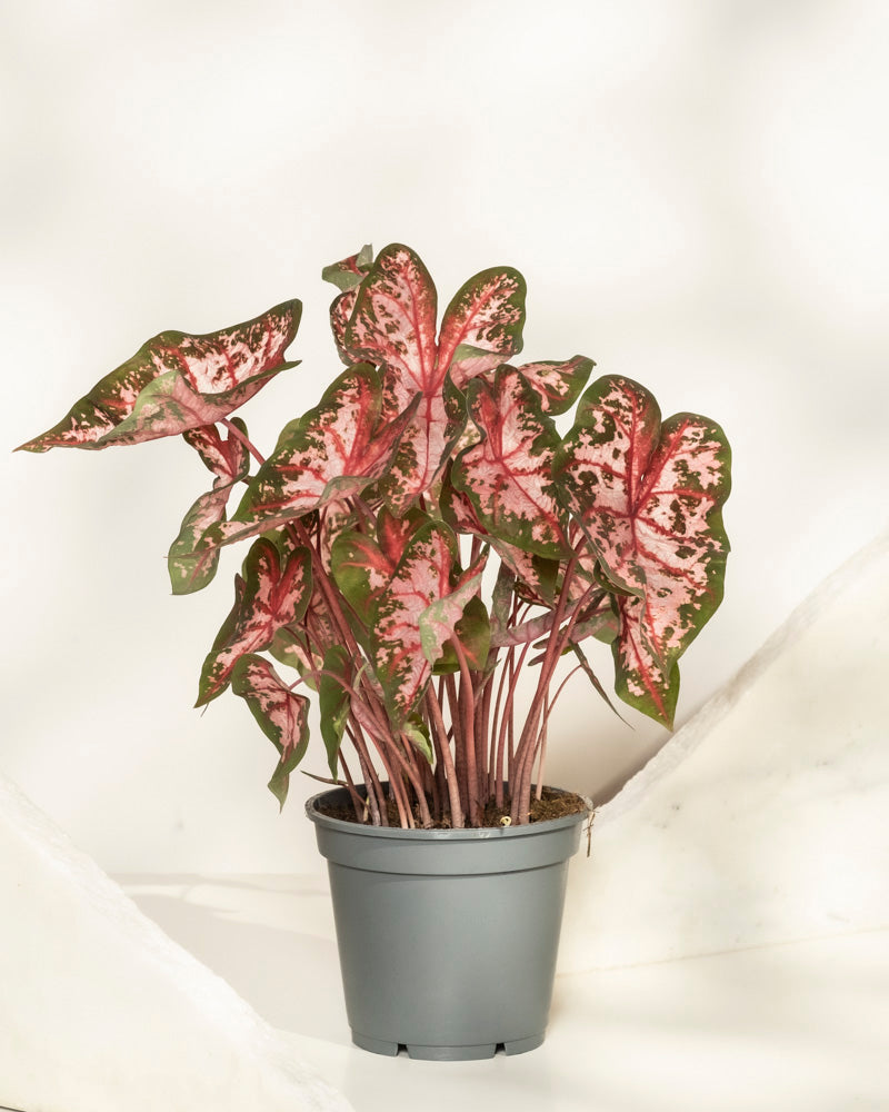 feey-caladium-roze-buntblatt-kaladie-mit-rosa-bl-ttern image 3