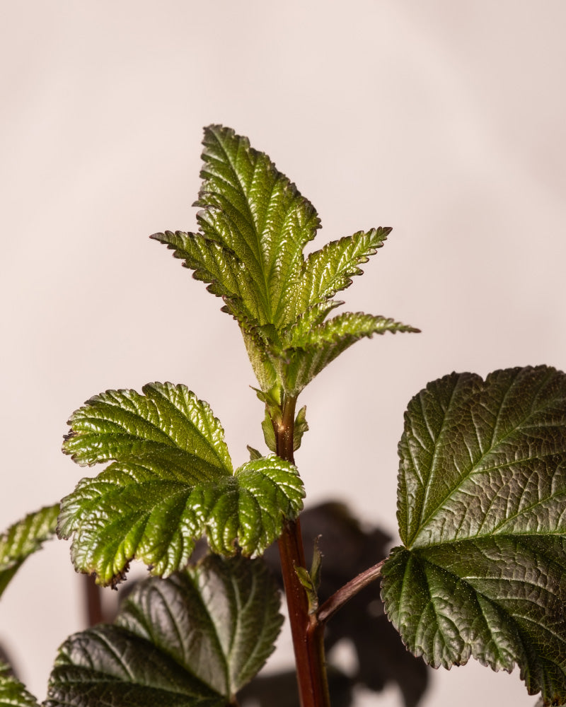 feey-physocarpus-opulifolius-blasenspiere-au-enpflanze image 7