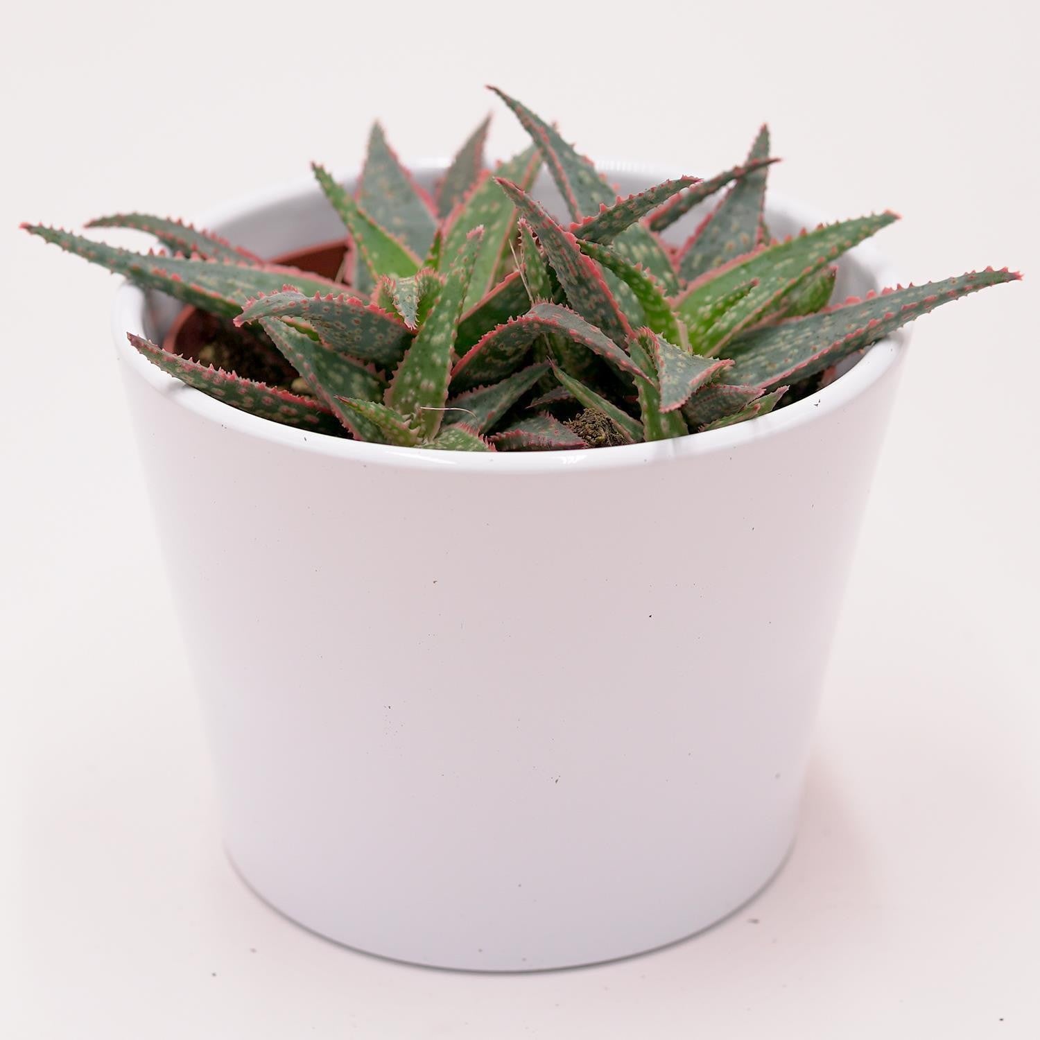 pasiora-aloe-red-shade-sukkulente-10-5cm-topf-rot-lila-rosette image 3