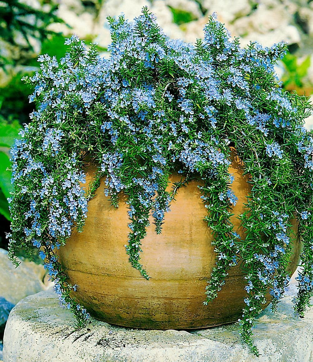 baldur-garten-h-nge-rosmarin-capri-3x-im-9x9-cm-topf image 2
