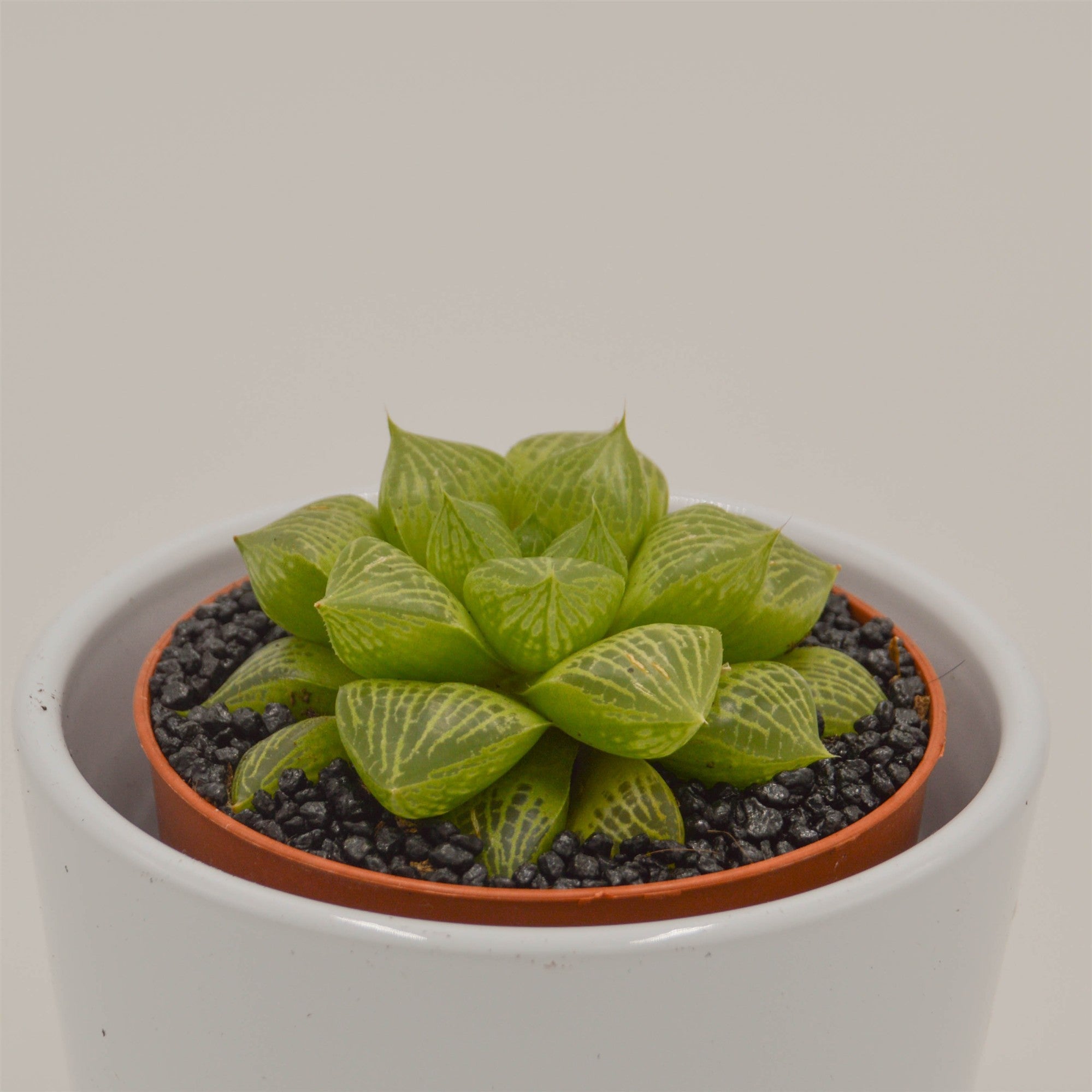 pasiora-haworthia-comptoniana-hybride-sukkulente-8-5cm image 2