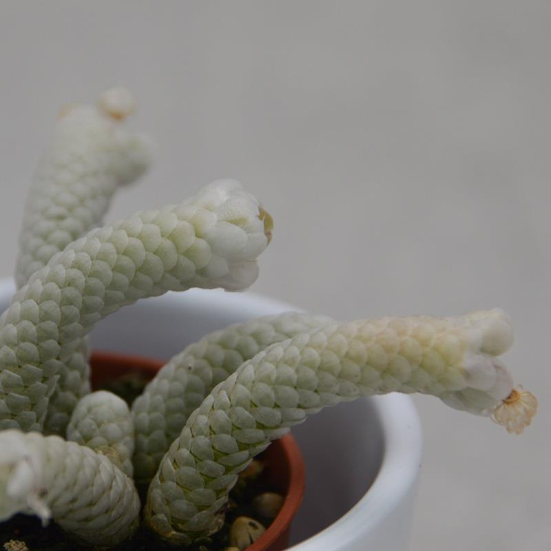 pasiora-avonia-papyracea-mini-sukkulente-5-5-cm-topf image 1