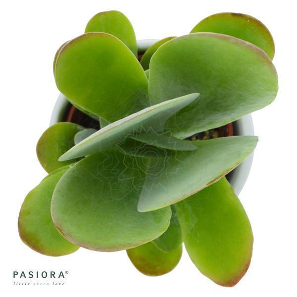 pasiora-konnichiwa-kalanchoe-sukkulenten-set-5-st-ck-6cm image 7