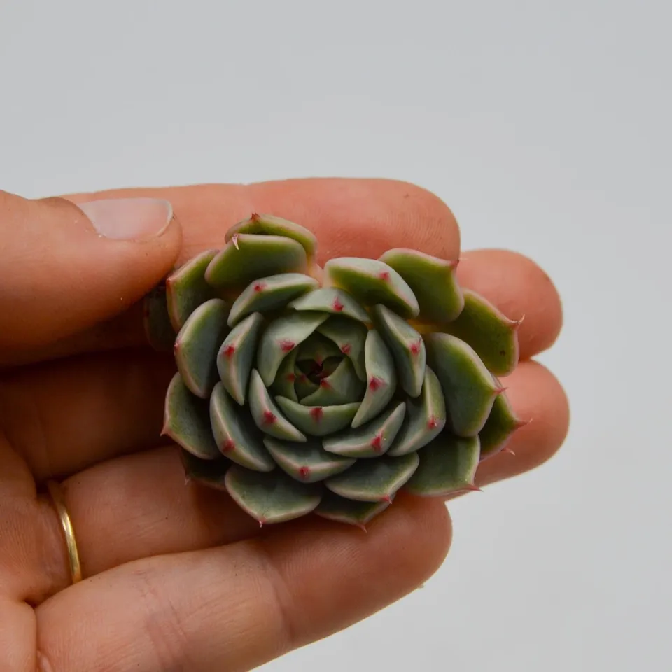 pasiora-echeveria-ben-badis-steckling image 1