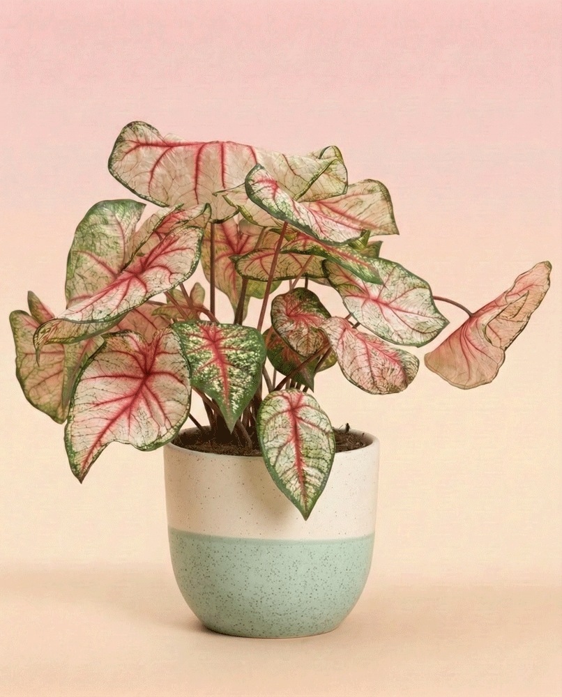feey-caladium-rhapsody-buntblatt-zimmerpflanze image 4