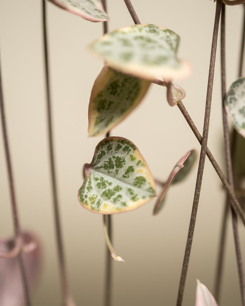 feey-leuchterpflanze-pink-variegata-ceropegia-woodii image 2