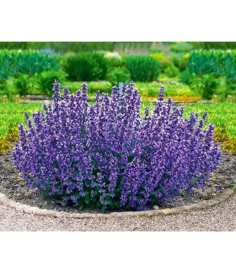 baldur-garten-2x-nepeta-cat-s-pajamas-katzenminze-im-9x9-cm-topf image 1