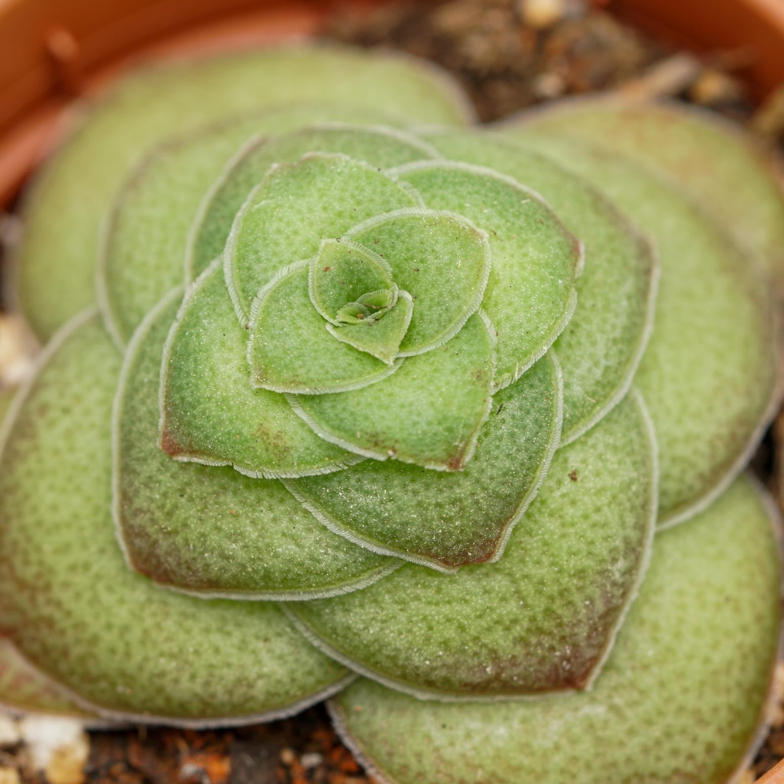 pasiora-crassula-capitella-v-turrita-sukkulente-5-5-cm-topf image 4
