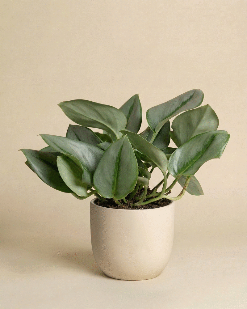 feey-efeutute-moonlight-scindapsus-treubii image 5