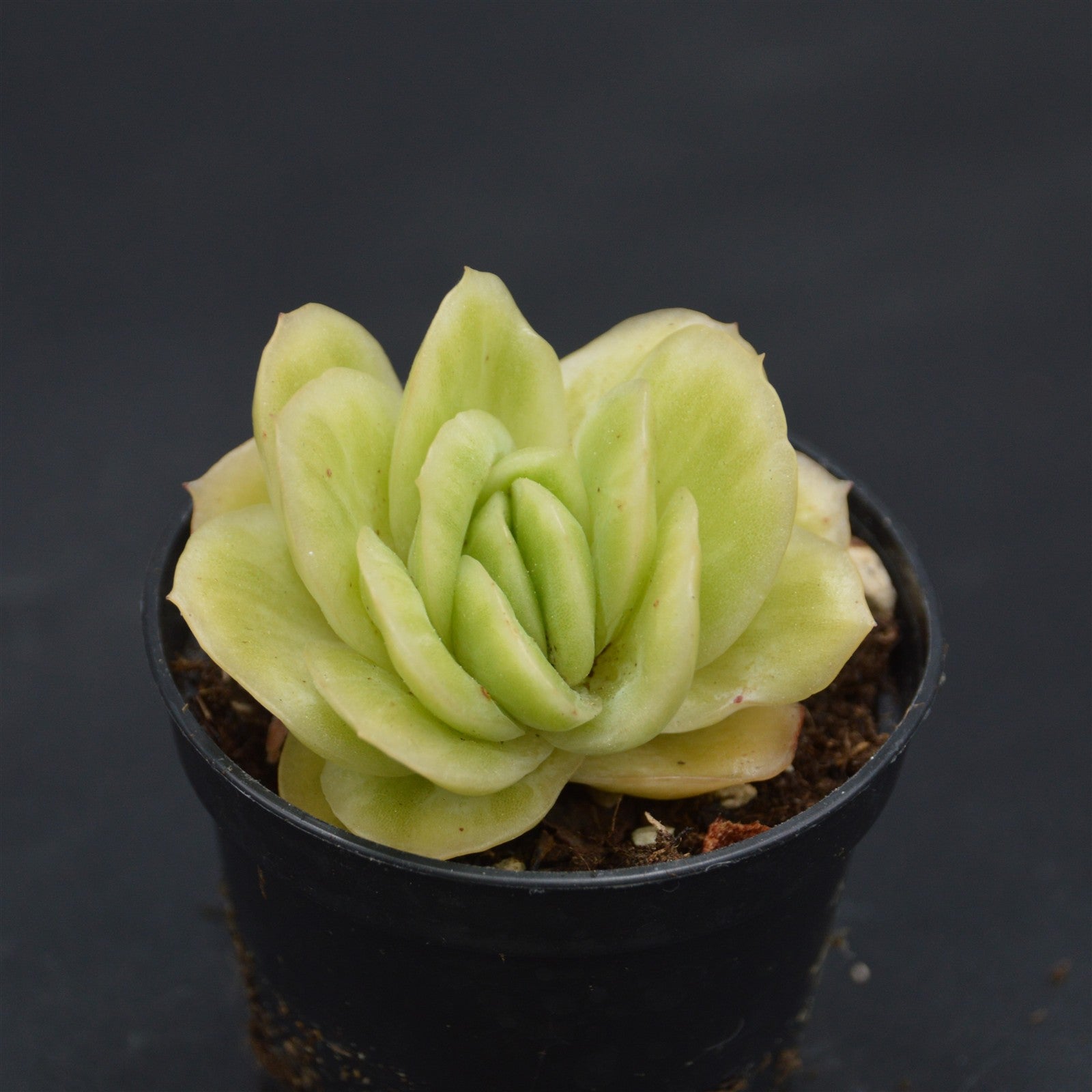 pasiora-graptoveria-lovely-rose-f-variegata-sukkulente-einzelst-ck image 1